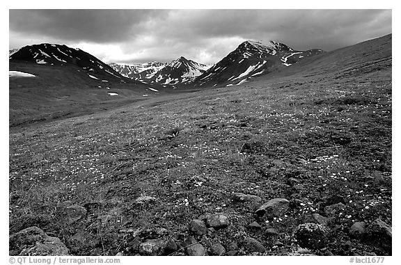 Green valley with alpine wildflowers and snow-clad peaks. Lake Clark National Park (black and white)