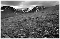 Green valley with alpine wildflowers and snow-clad peaks. Lake Clark National Park ( black and white)