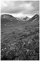 Valley with wildflowers, between Turquoise Lake and Twin Lakes. Lake Clark National Park ( black and white)