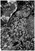Forget-me-nots. Lake Clark National Park ( black and white)