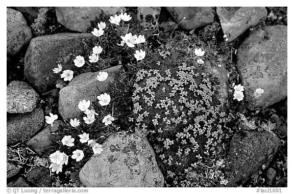 Alpine wildflowers. Lake Clark National Park (black and white)