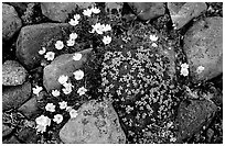 Alpine wildflowers. Lake Clark National Park ( black and white)