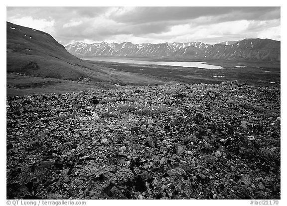 Tundra with forget-me-nots and Twin Lakes. Lake Clark National Park (black and white)