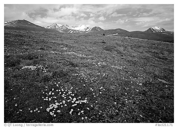Green tundra slopes with alpine wildflowers and mountains. Lake Clark National Park (black and white)