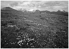 Green tundra slopes with alpine wildflowers and mountains. Lake Clark National Park ( black and white)