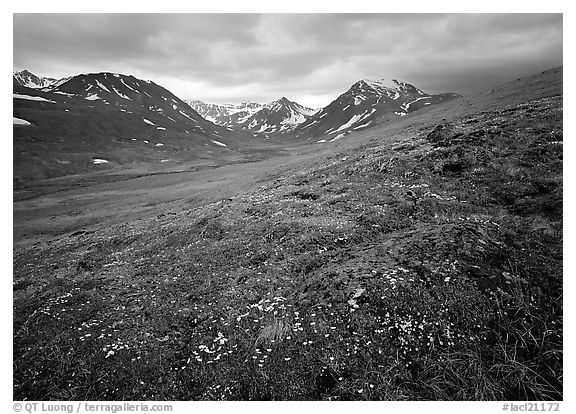 Wildflowers, valley and mountains. Lake Clark National Park (black and white)