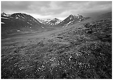 Wildflowers, valley and mountains. Lake Clark National Park ( black and white)