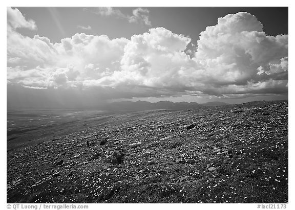 Tundra, wildflowers, and puffy white storm clouds. Lake Clark National Park (black and white)