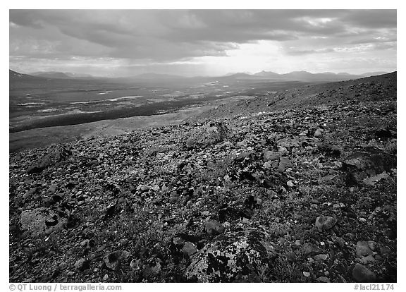 Tundra with forget-me-nots and Twin Lakes. Lake Clark National Park (black and white)