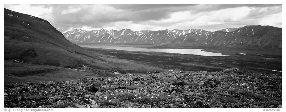 Tundra flowers with distant lake and mountains. Lake Clark National Park (black and white)