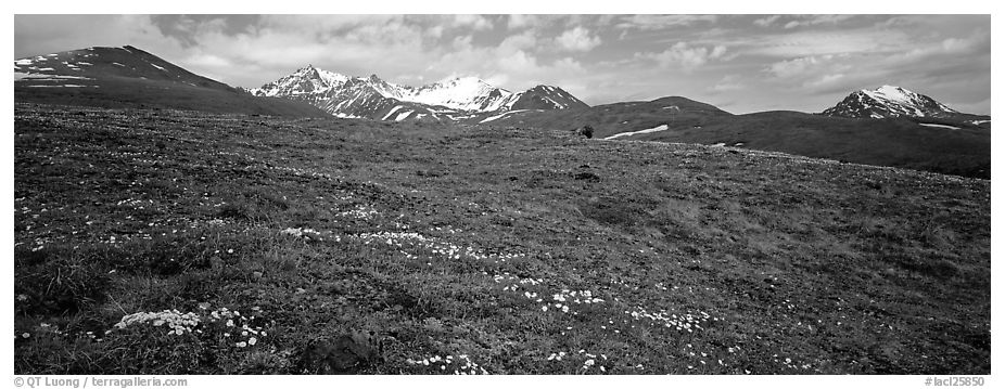 Wildflowers, tundra, and mountains. Lake Clark National Park (black and white)