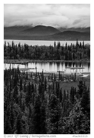 Forest in fall foliage, Beaver Pond and Lake Clark. Lake Clark National Park (black and white)