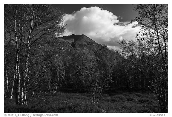 Tanalian Mountain framed by trees in fall foliage. Lake Clark National Park (black and white)