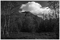 Tanalian Mountain framed by trees in fall foliage. Lake Clark National Park ( black and white)