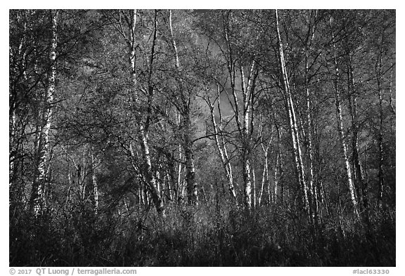 Autumn forest. Lake Clark National Park (black and white)