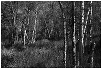 Northern forest in autumn. Lake Clark National Park ( black and white)