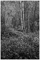 Trees and undergrowth with autumn foliage. Lake Clark National Park ( black and white)