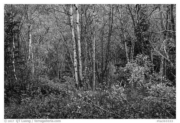 Northern trees and undergrowth with fall foliage. Lake Clark National Park (black and white)