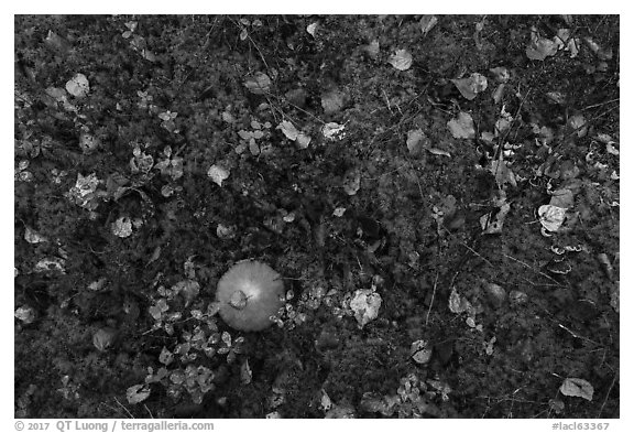 Ground close-up with mushrooms and moss. Lake Clark National Park (black and white)