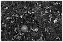 Ground close-up with mushrooms and moss. Lake Clark National Park ( black and white)