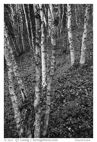 White birch and scarlet forest floor. Lake Clark National Park (black and white)