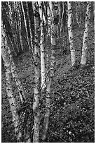 White birch and scarlet forest floor. Lake Clark National Park ( black and white)