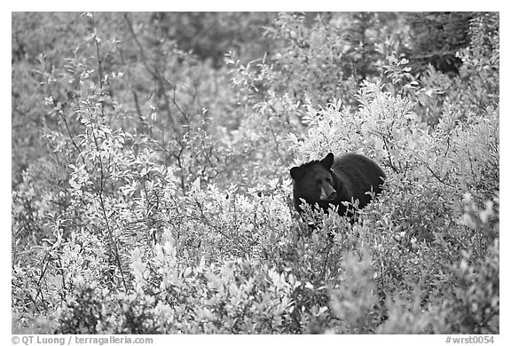 Black bear amongst brush in autumn color. Wrangell-St Elias National Park, Alaska, USA.