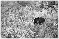 Black bear amongst brush in autumn color. Wrangell-St Elias National Park ( black and white)