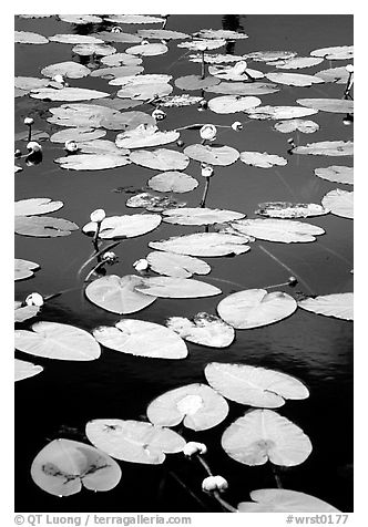 Water lilies in a pond near Chokosna. Wrangell-St Elias National Park (black and white)