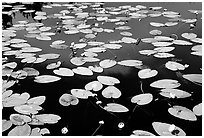Water lilies blooming in pond near Chokosna. Wrangell-St Elias National Park ( black and white)