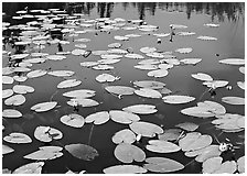 Water lillies with yellow flowers. Wrangell-St Elias National Park, Alaska, USA. (black and white)