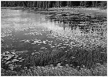 Pond with grasses, water lillies in bloom, and reflections. Wrangell-St Elias National Park, Alaska, USA. (black and white)