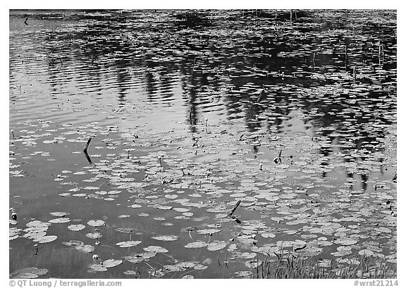 Water lilies and reflections in pond near Chokosna. Wrangell-St Elias National Park (black and white)