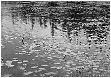 Water lilies and reflections in pond near Chokosna. Wrangell-St Elias National Park, Alaska, USA. (black and white)