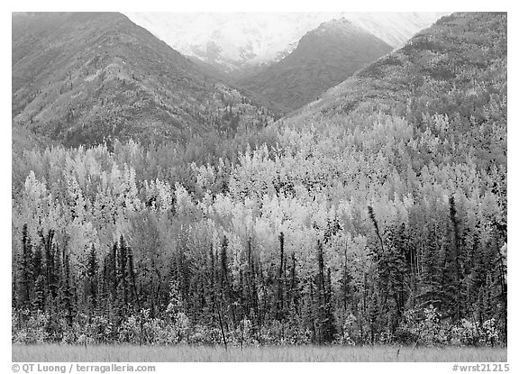 Mountain sloppes with aspens in different stages of autumn colors. Wrangell-St Elias National Park (black and white)