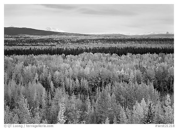 Flat valley with aspen trees in fall colors. Wrangell-St Elias National Park (black and white)