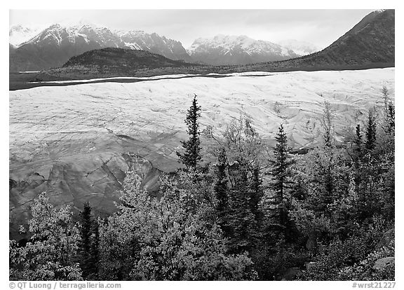 Trees, Root Glacier, and Wrangell Mountains. Wrangell-St Elias National Park (black and white)