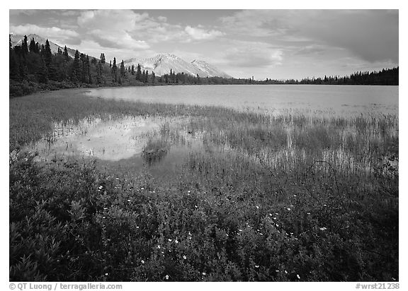 Wildflowers, reeds, and lake at the base of Mt Donoho. Wrangell-St Elias National Park, Alaska, USA.