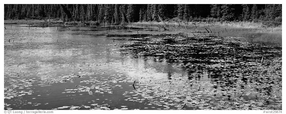 Pond with aquatic plants and reflexions. Wrangell-St Elias National Park (black and white)