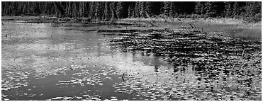 Pond with aquatic plants and reflexions. Wrangell-St Elias National Park (Panoramic black and white)