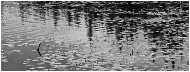 Water lillies and spruce reflections. Wrangell-St Elias National Park (Panoramic black and white)
