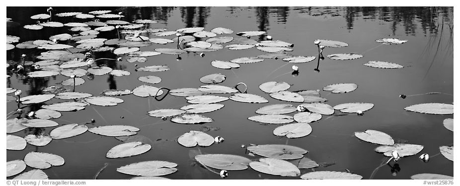 Water lillies in bloom. Wrangell-St Elias National Park (black and white)