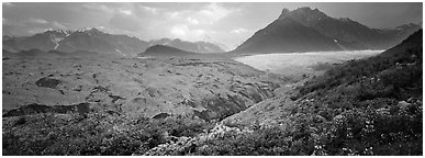 Lupines, moraine, and glacier. Wrangell-St Elias National Park (Panoramic black and white)