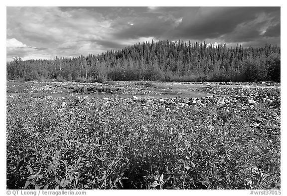 Fireweed along river. Wrangell-St Elias National Park (black and white)
