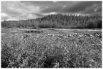 Fireweed along river. Wrangell-St Elias National Park ( black and white)