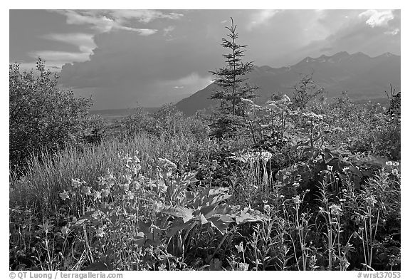 Wildflowers and mountains near Kennicott. Wrangell-St Elias National Park, Alaska, USA.