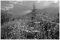 Wildflowers and mountains near Kennicott. Wrangell-St Elias National Park, Alaska, USA. (black and white)