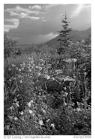 Variety of wildflowers near Kennicott. Wrangell-St Elias National Park (black and white)