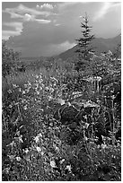 Variety of wildflowers near Kennicott. Wrangell-St Elias National Park, Alaska, USA. (black and white)