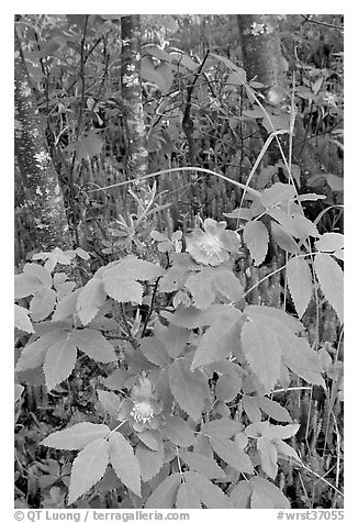 Wild Rose and tree trunks. Wrangell-St Elias National Park (black and white)